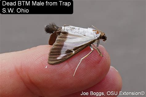 invasive box tree moth